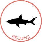 awateha-badge-requins.png