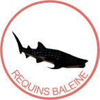 awateha--badge-requins-baleines.png