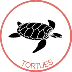 awateha-badge-tortues.png